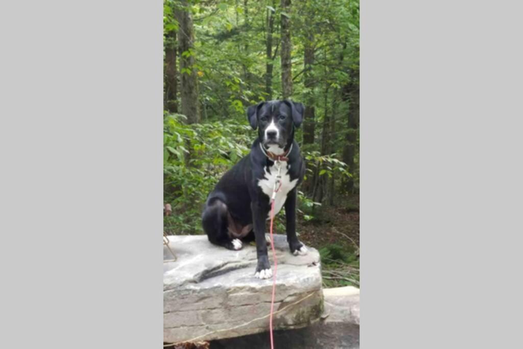 Roscoe Cottage Pet Friendly Екстериор снимка