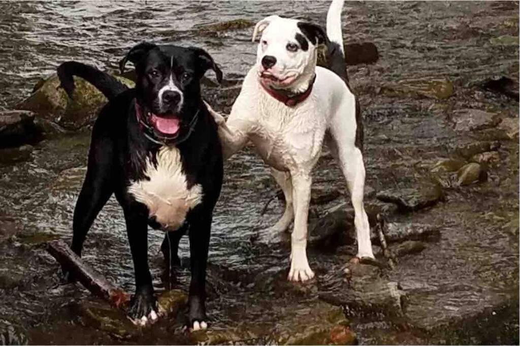 Roscoe Cottage Pet Friendly Екстериор снимка